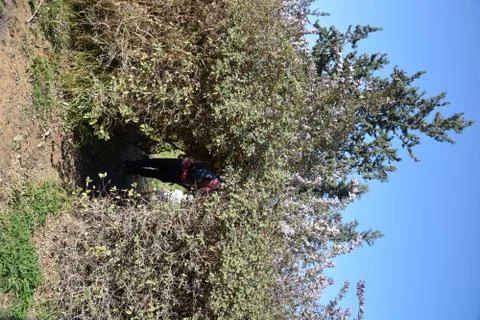 Even HaEzer Stock Photos