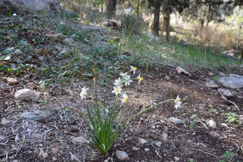 Even HaEzer Stock Photos