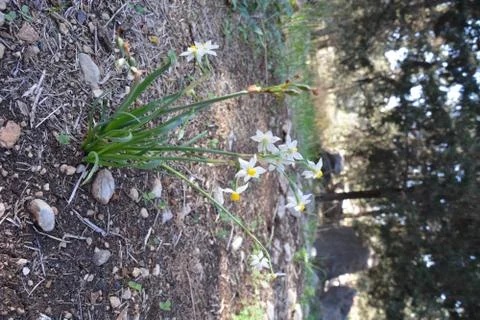 Even HaEzer Foto stock