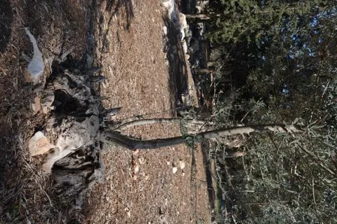 Even HaEzer Foto stock