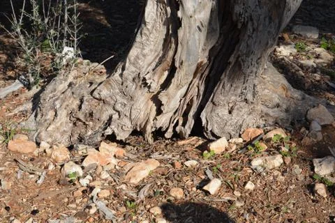 Even HaEzer Stock Photos