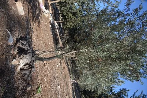 Even HaEzer Stock Photos