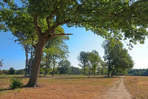 Even this huge tree provides no shade Stock Photos