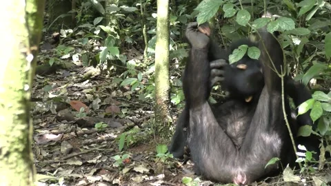 Even Hungry Mother Chimps Prioritize Play with their Young, Study Finds 動画素材 277193530