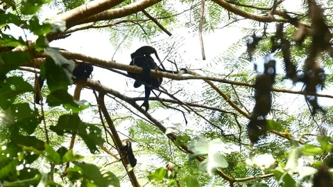 Even more howler monkey babies Stock Footage 126878961