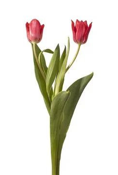 Even pair of two red tulip flowers arranged with green stems and leaves iso.. Fotos Stock