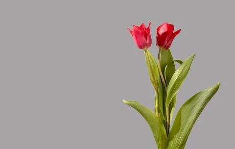 Even pair of two red tulip flowers arranged with green stems and leaves on .. Fotos Stock
