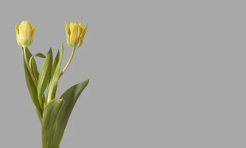Even pair of two yellow tulip flowers arranged with green stems and leaves .. Fotos Stock