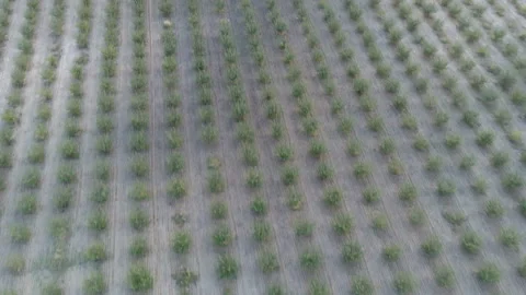 Even rows of dwarf trees grow over a large area of the garden Stock Footage 171371993