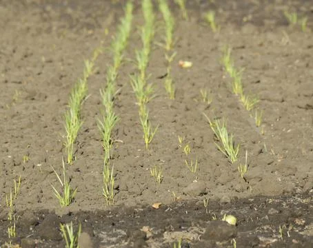 Even rows of grain crops on an agricultural field Stock Photos