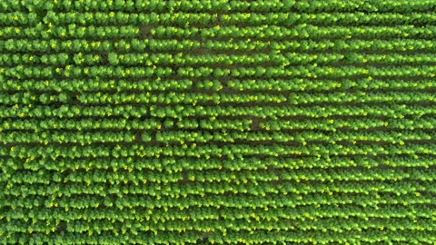 Even rows of a grown sunflower with yellow flowers on a farmer's plantation Stock Footage 233604418