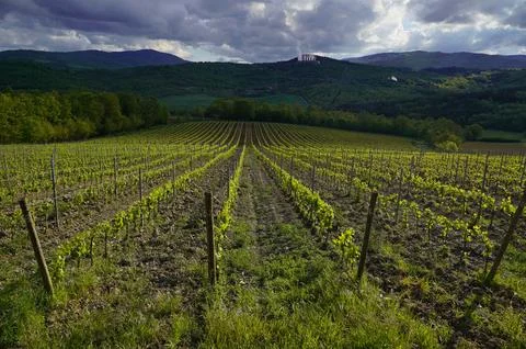 Even rows of vineyards surrounded by forested hills Stock Photos