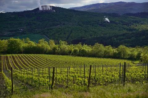 Even rows of vineyards surrounded by forested hills Stock Photos