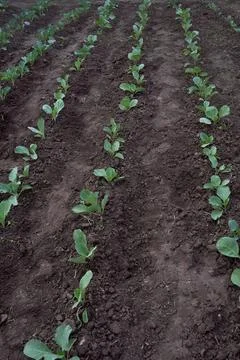 Even rows of young cabbage stretching into the distance on the field. Veget.. Stock Photos