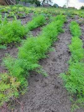 Even rows of young green dill on cultivated soil Stock Photos
