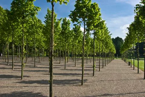 Even rows of young trees in the Castle park in Schwerin Stock Photos