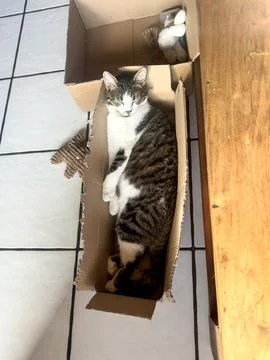 Even the smallest box has room to sleep Stock Photos