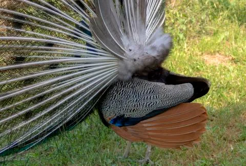 Even under the splendid tail, the peacock feathers are beautiful. Stock Photos
