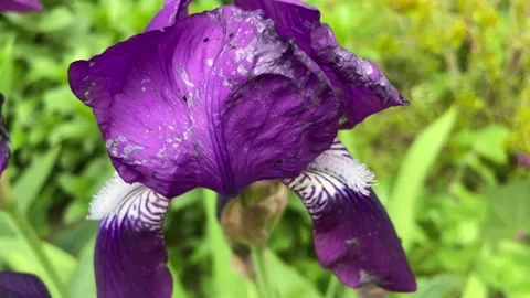 Even when Iris flowers have already faded, they are incomparably beautiful. Stock Footage 240732386