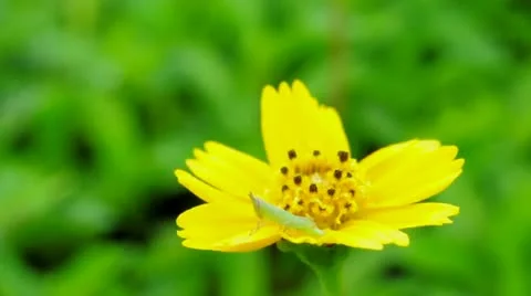 Even when wind has blown, a little grasshopper is staying on yellow flower. Stock Footage