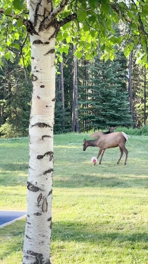 Even the Wildlife's Got World Cup Fever, Banff, Alberta, Canada - 28 Jul 2026 Stock Footage 340643428