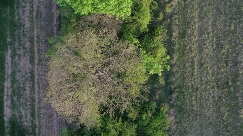 Evening aerial flight above spring field balk boundary, top down view, 4K Stock Footage 107379896