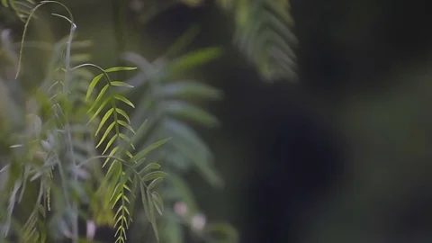 Evening among the herbs and plants of Spain Mallorca . Stock Footage 77141443
