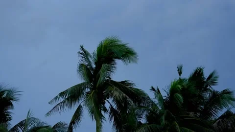 Evening atmosphere, wind blowing coconut trees, Ardeidae flying. Stock Footage 200944638