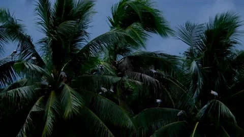 Evening atmosphere, wind blowing coconut trees, Ardeidae flying. Stock Footage 200944639