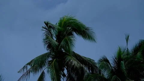 Evening atmosphere, wind blowing coconut trees, Ardeidae flying. Stock Footage 200944648