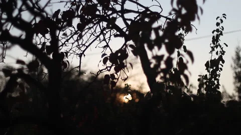 Evening Autumn Background Stock Footage 163547687