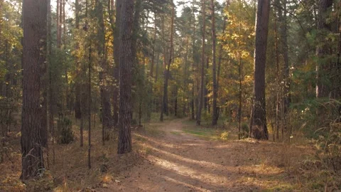 Evening in autumn forest. Sun rays break through the golden and orange foliage Stock Footage 144556173