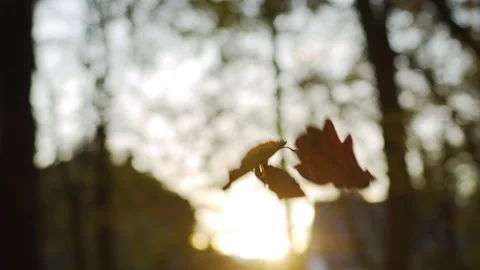 Evening autumn leaf fall in the park Stock Footage 156324488