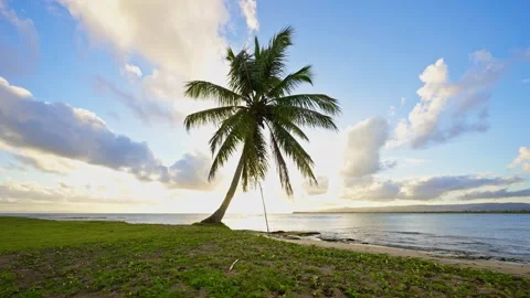 Evening beach with a palm tree against a seaside sunset in Sri Lanka. Stock Footage 344921761