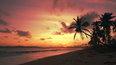 Evening on the beach. Silhouettes of palm trees and beautiful orange sky after Stock Footage 226972253