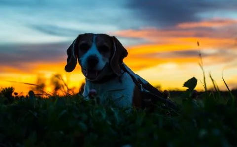 Evening beagle 库存照片