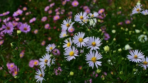 Evening, beautiful alpine aster flowers Stock Footage 116663399