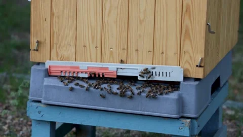 Evening bee activity at hive entrance with reduced movement on wooden structure Stock Footage 337371120