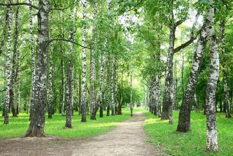 Evening birch park Stock Photos