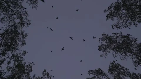 In the evening the birds are returning to their homes Video stock 256097628
