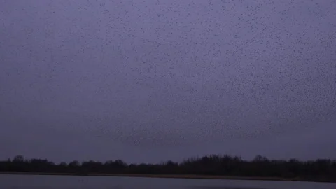 Evening as birds flying in the evening as strarling murmuration England UK 4K Stock Footage 169802705