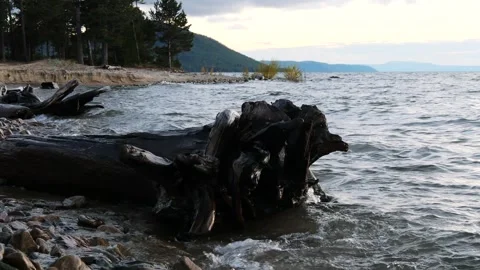 Evening blue calm waves of Lake Baikal and a snag on the shore. Stock Footage 293171895