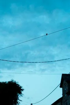 Evening blue sky with a small bird silhouette on power lines. Low angle view Stock Photos