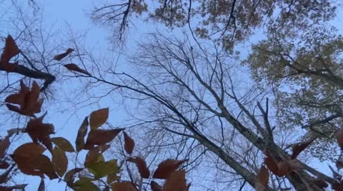 Evening Blue Sky Through the Trees 1 HD Stock Footage
