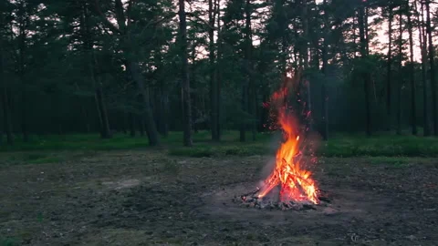 Evening Bonfire Burns in the Pine Forest Stock Footage 225679500