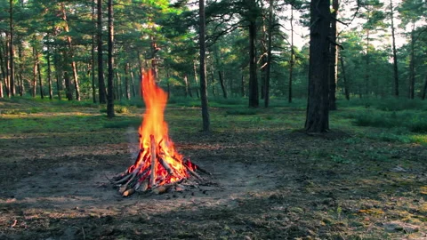 Evening Bonfire Burns in the Pine Forest Stock Footage 244794703
