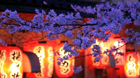 Evening. The branches of cherry blossoms. Stock-Footage 10873844