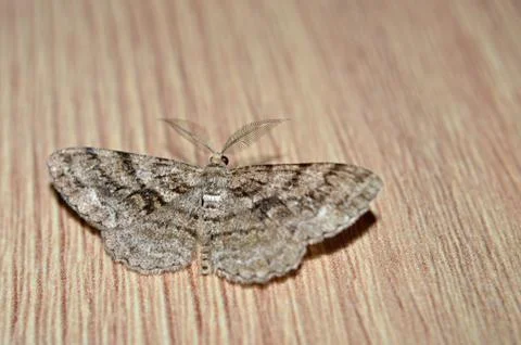 Evening butterfly Stock Photos