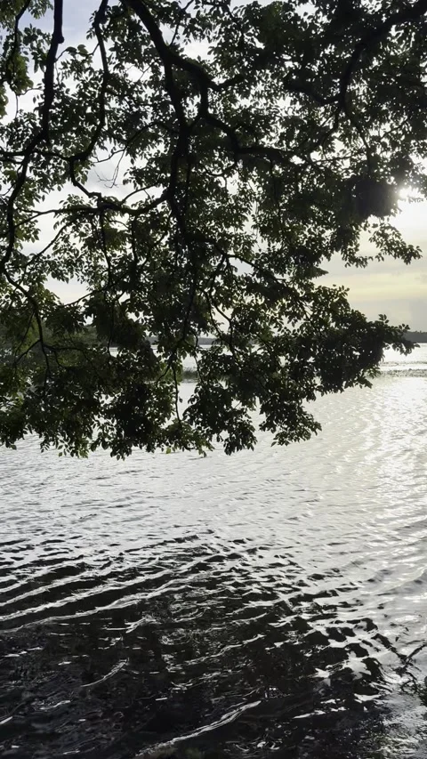 Evening Calm Lake view Stock Footage 343769067