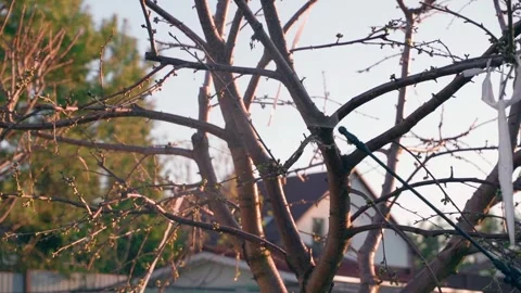 Evening care for a tree in spring. Spraying the tree with a solution against Stock Footage 309815692